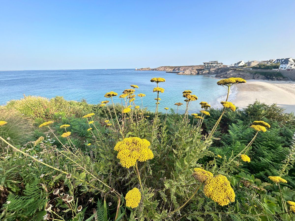 Fleurs 🌸 du Conquet 