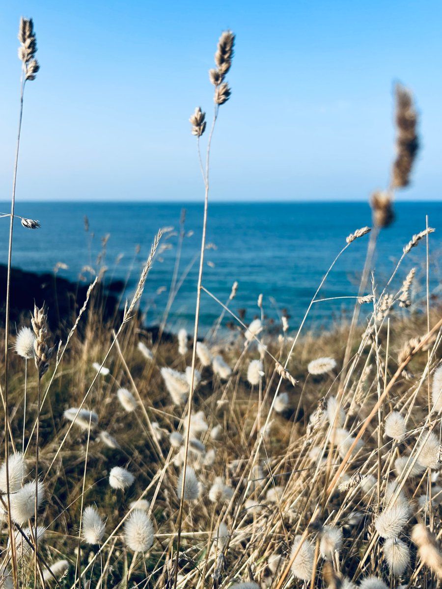 Fleurs 🌸 du Conquet 