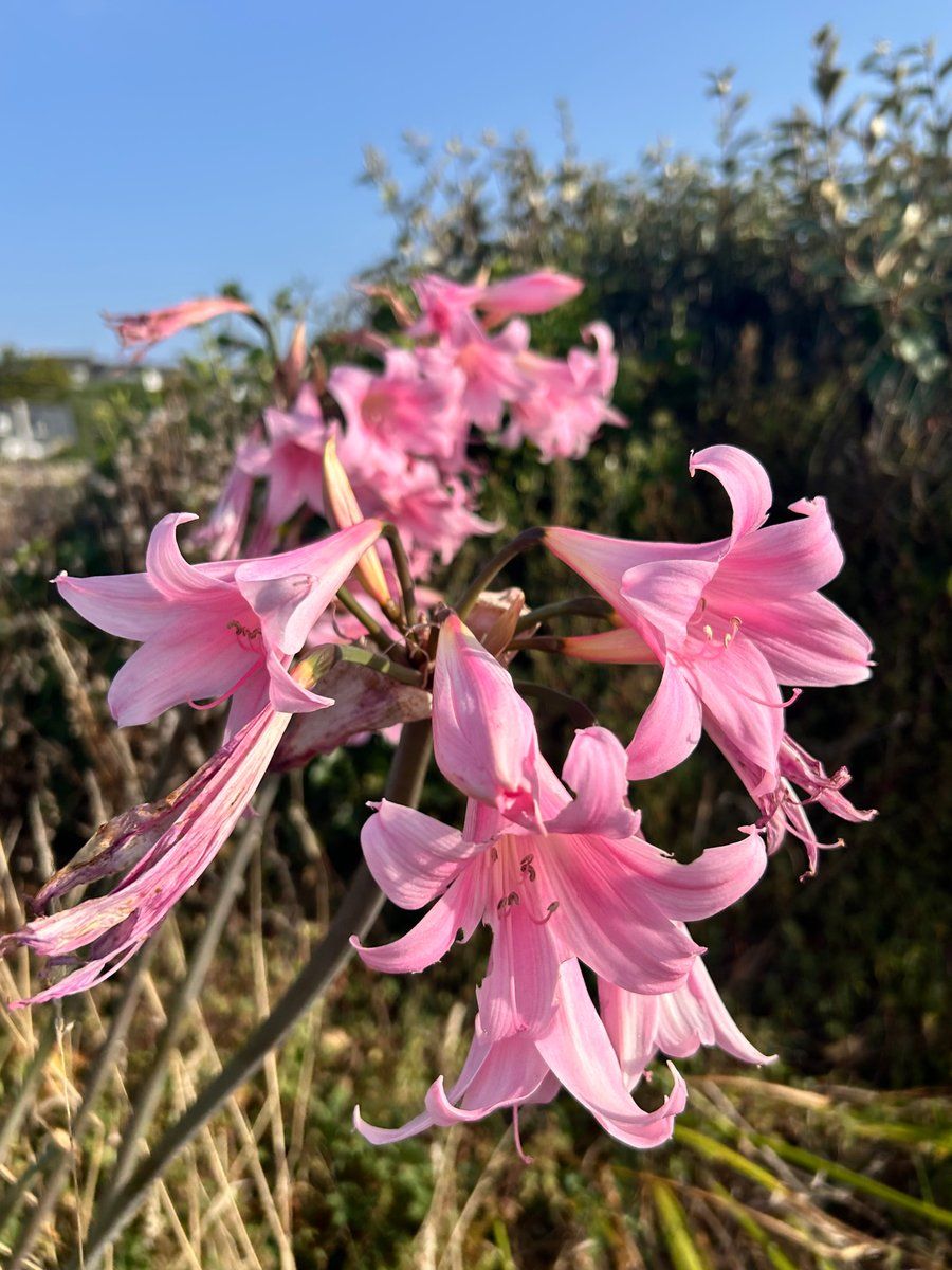 Fleurs 🌸 du Conquet 