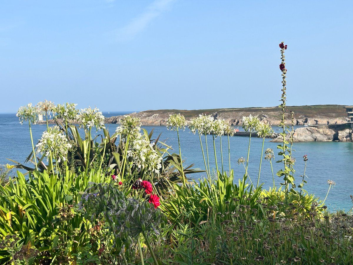 Fleurs 🌸 du Conquet 