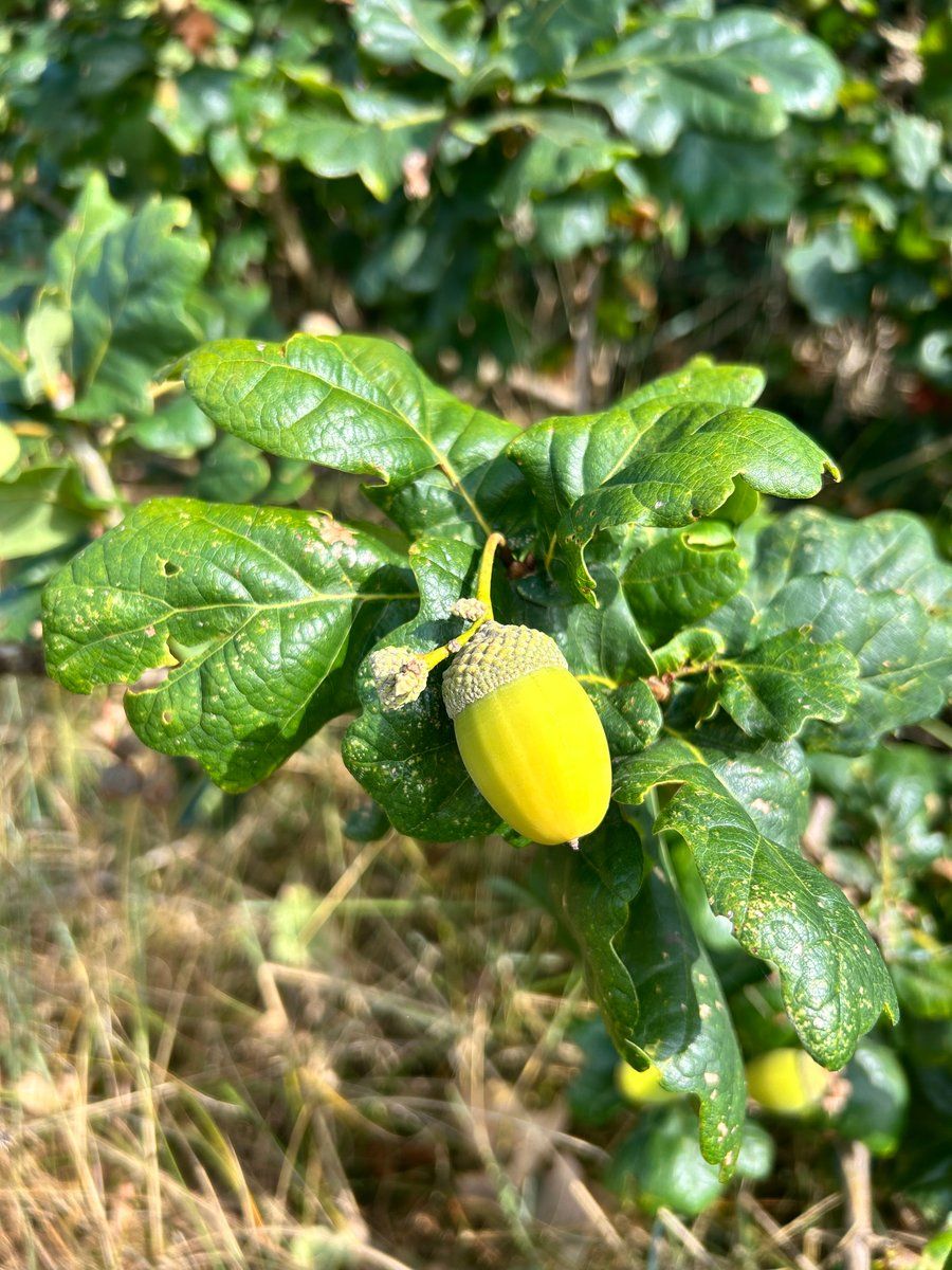 Fleurs 🌸 du Conquet 