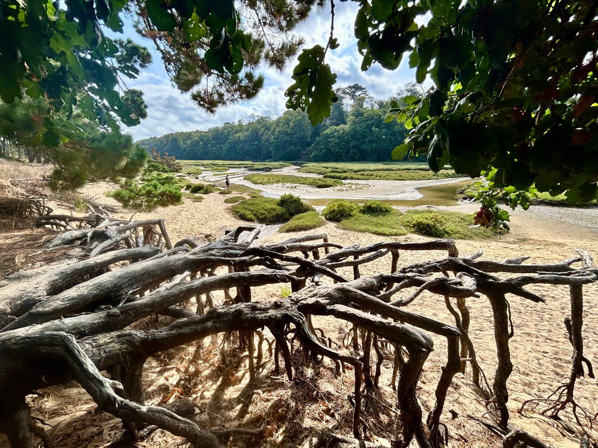 Fleurs 🌸 du Conquet 