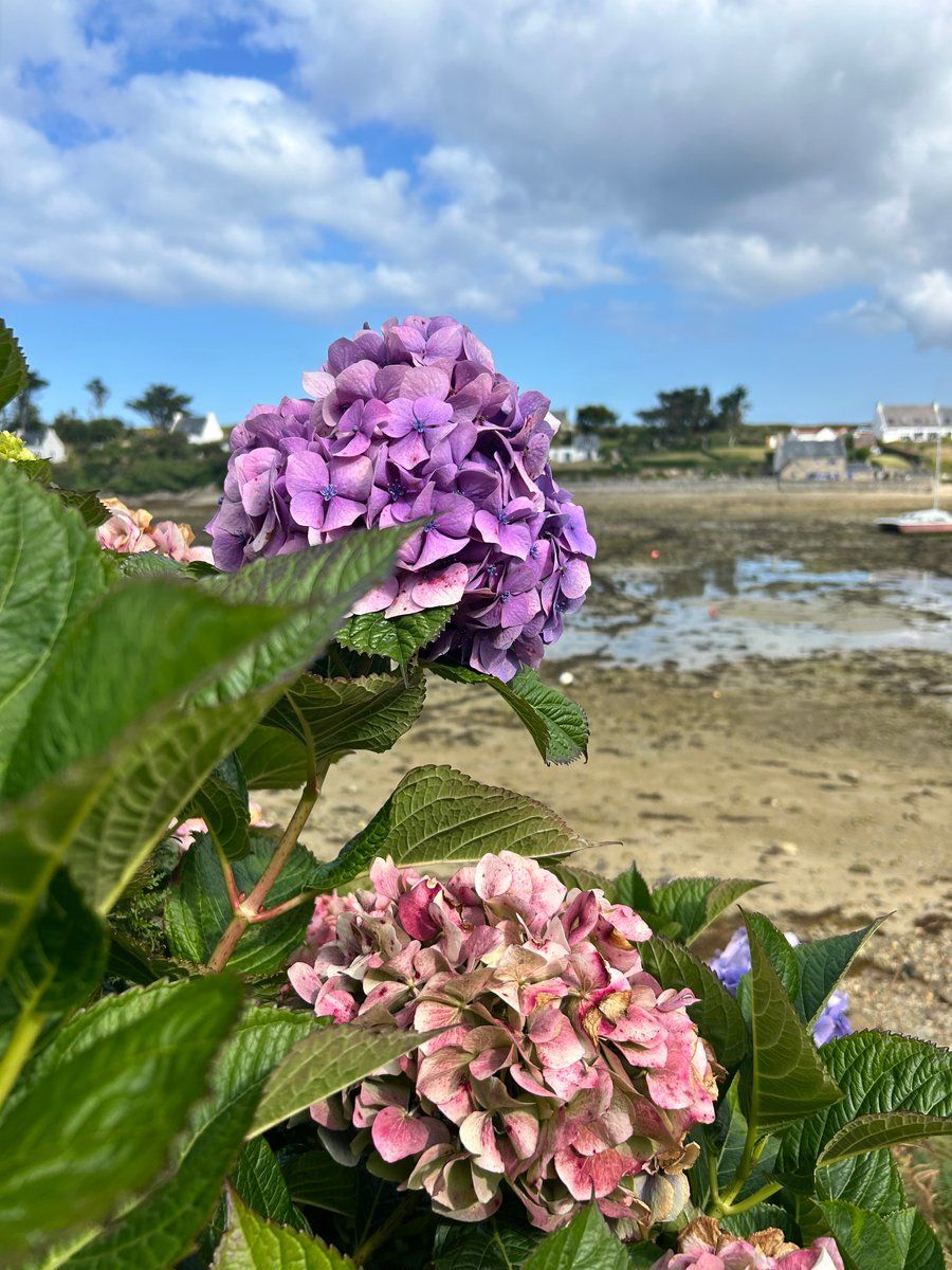 Fleurs 🌸 du Conquet 