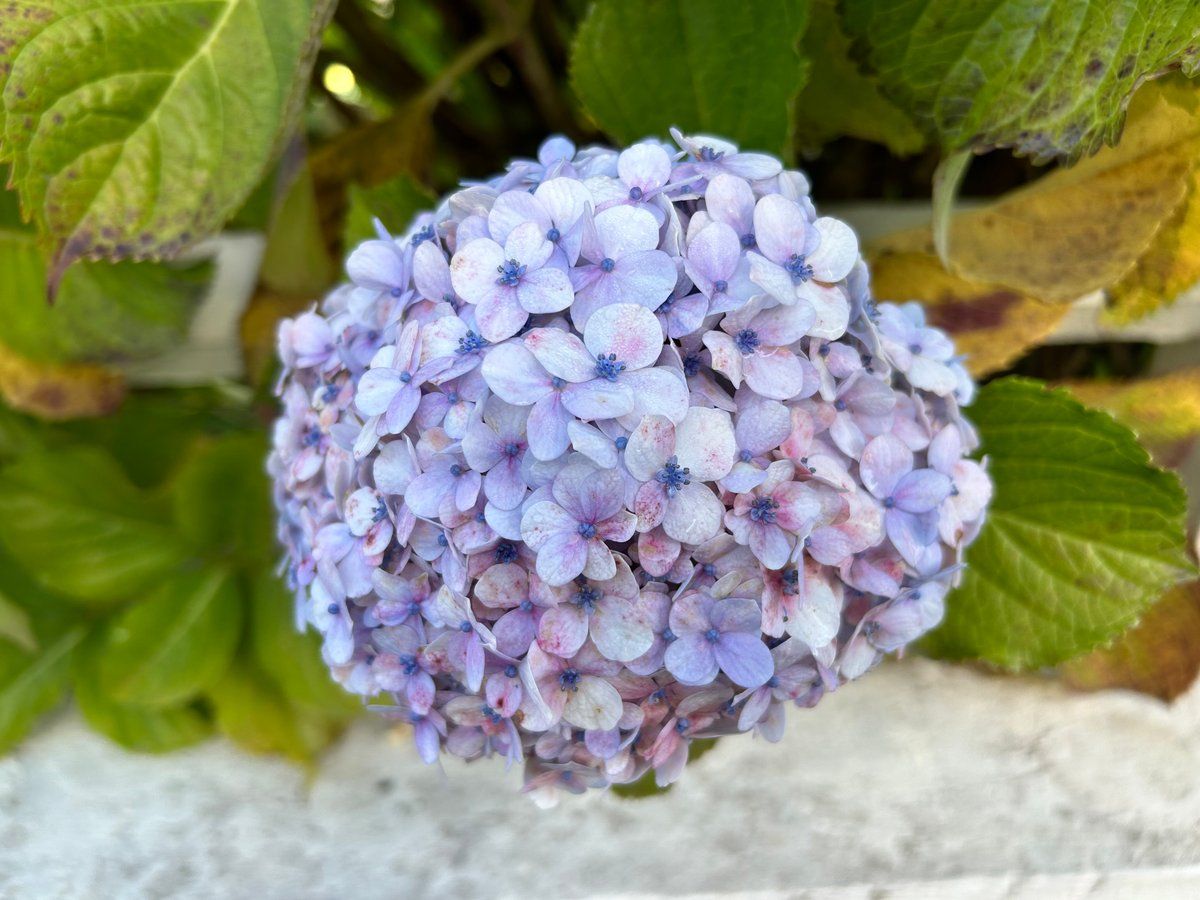 Fleurs 🌸 du Conquet 