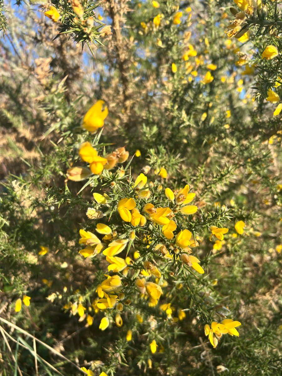Fleurs 🌸 du Conquet 