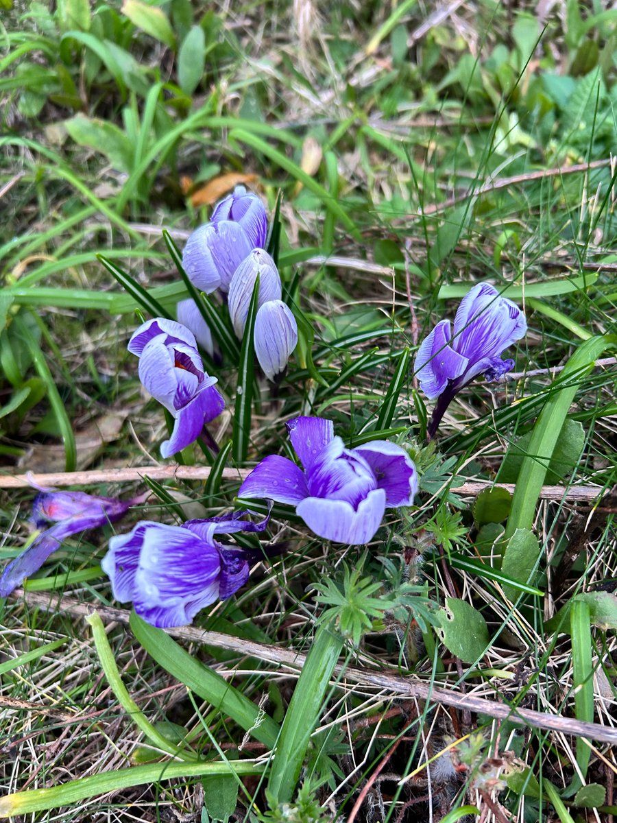 Fleurs 🌸 du Conquet 
