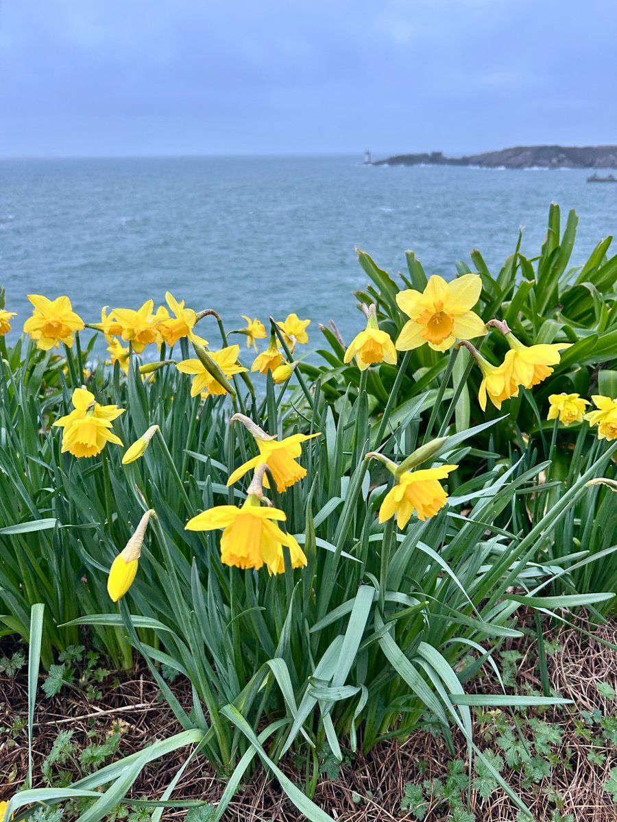 Fleurs 🌸 du Conquet 