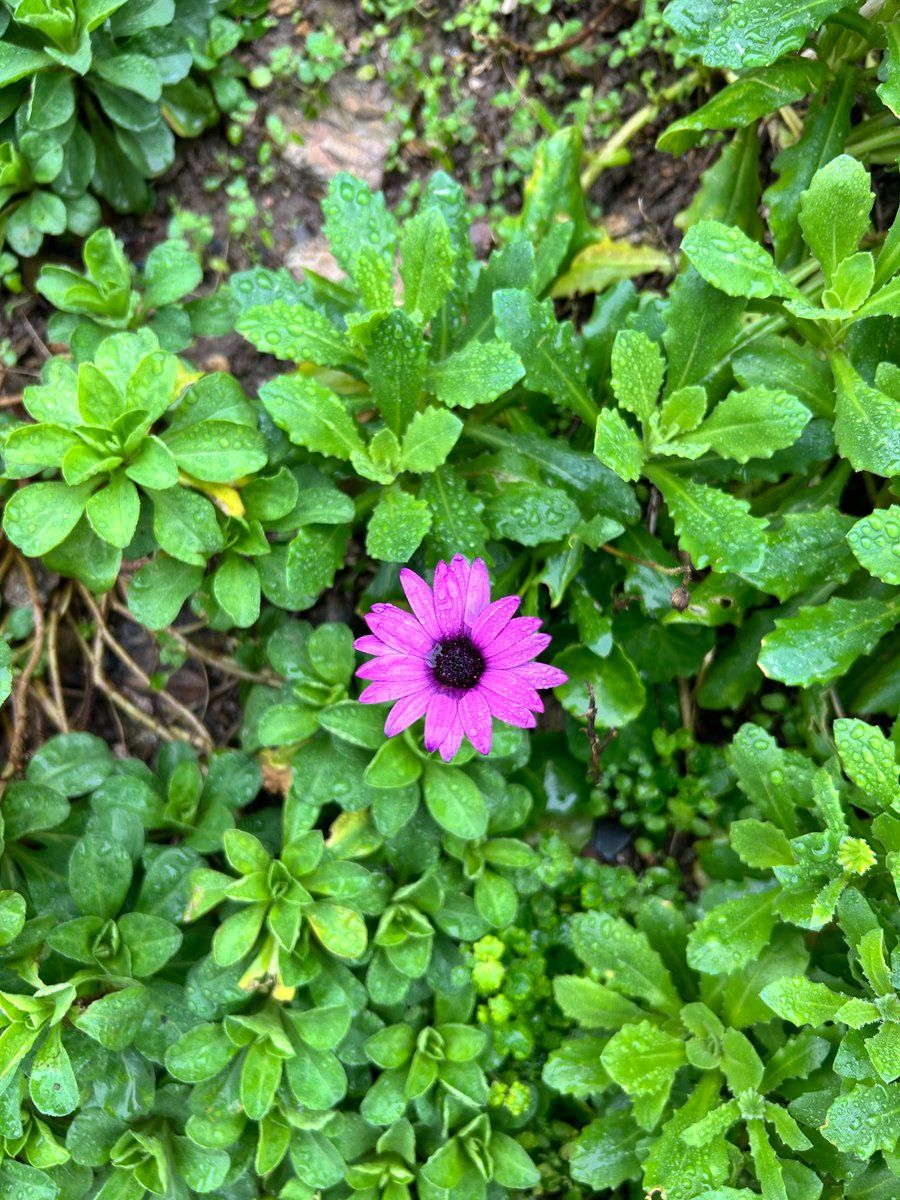 Fleurs 🌸 du Conquet 