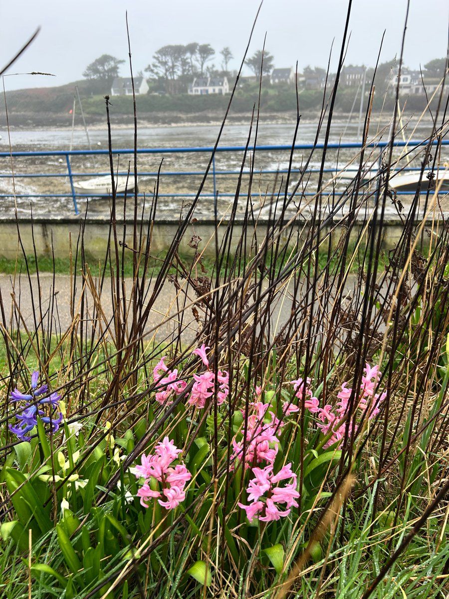 Fleurs 🌸 du Conquet 