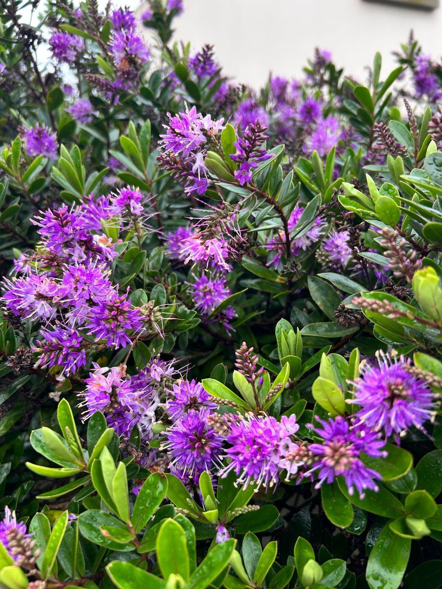 Fleurs 🌸 du Conquet 