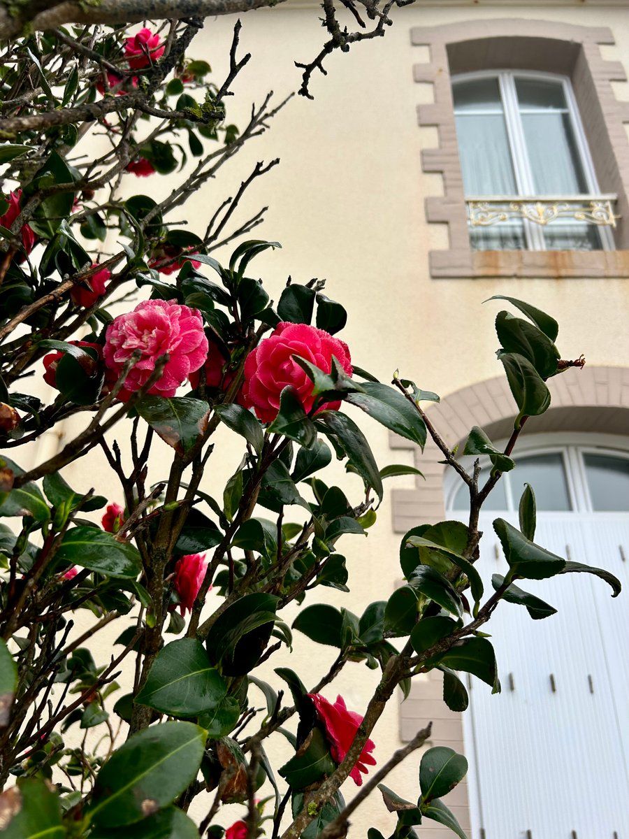 Fleurs 🌸 du Conquet 