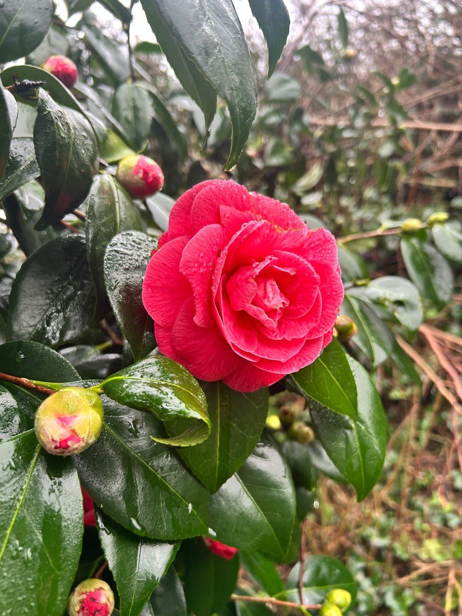 Notre nid 🪺 du Conquet 